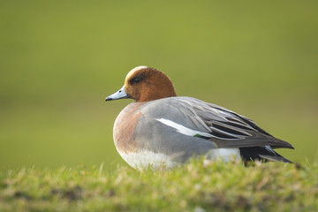 Eurasian wigeon