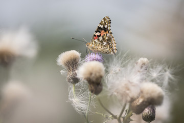 Painted Lady butterfly
