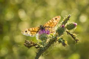 Wall Brown butterfly feeding on flowers