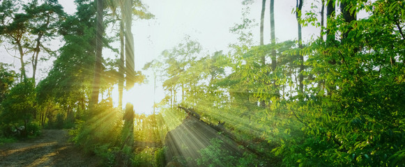 Warme Sonnenstrahlen im Wald Panorama
