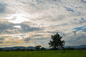 Obraz premium tree and perfect grass