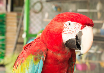 beautiful macaw parrot