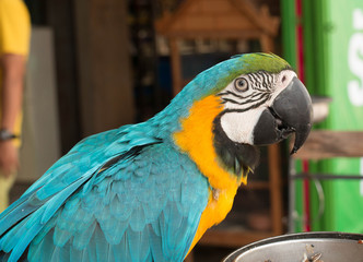 beautiful macaw parrot © patboon