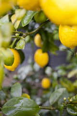 Lemons on lemon  tree