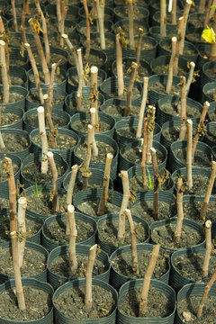 Branches in Nursery Bags