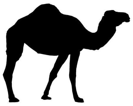 ラクダ Stock イラスト Adobe Stock