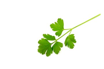 Italian Parsley on White Background