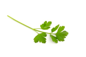 Italian Parsley on White Background