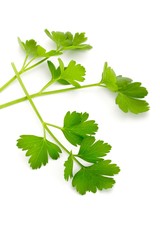 Italian Parsley on White Background