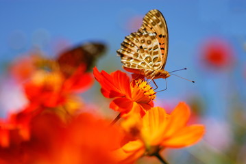 ヒョウモンチョウとコスモス.