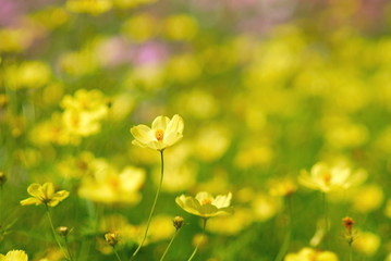 yellow flower garden.
