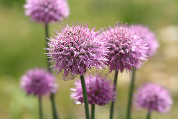 Fototapeta premium Closeup of purple wild flower on grass field in Northern India