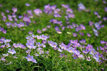 Fototapeta premium Purple wild flower field near mountain in Northern India