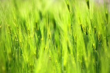Closeup of poaceae field in countryside texture background.