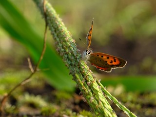 little butterfly on the ground #3