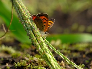 Fototapeta na wymiar little butterfly on the ground #2