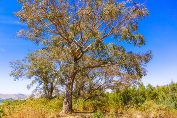 Tree in Ethipia near Seraba