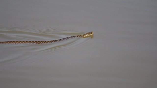 Water snake swimming in the waters of the Mekong River near Luang Prabang, Laos.