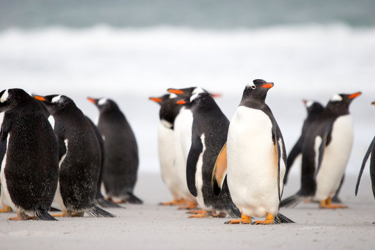 Gentoo Penguin (Pygoscelis papua) colony on the beach. Falkland