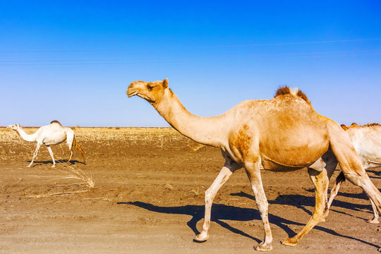 Herd of Camels in Sudan