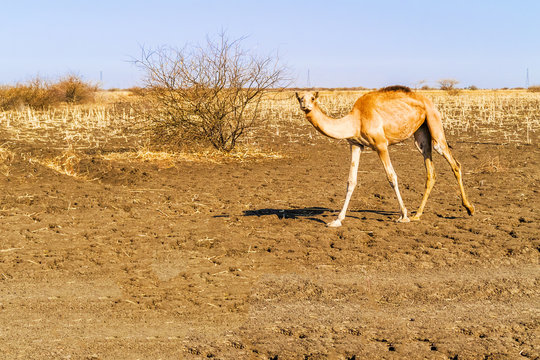 Young camel in Sudan