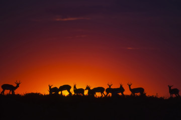 Fototapeta na wymiar siluoette di un gruppo di antilopi saltanti al tramonto - springbok (Antidorcas marsupialis) del Central Kalahari Game Reserve in Botswana 