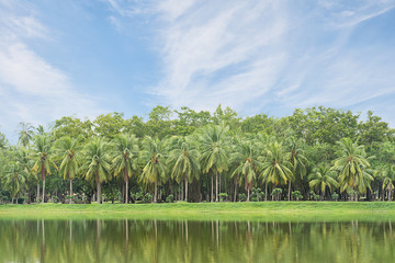 Obraz premium Coconut trees with sky background.