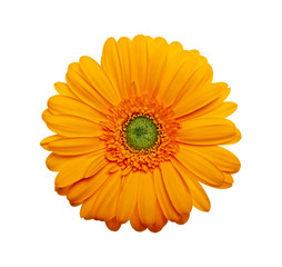 Yellow gerbera flower on a white background