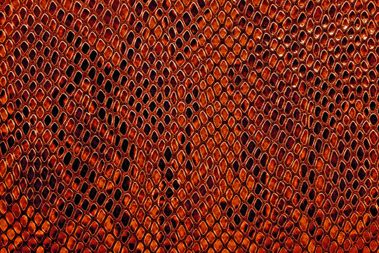 Snake Skin Background