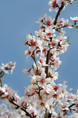 Blooming flowers on a tree branch