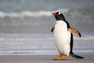 Poster Grumpy looking Gentoo Penguin. Falkland Islands. © fieldwork