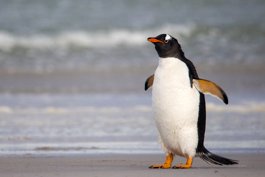 Grumpy looking Gentoo Penguin. Falkland Islands.