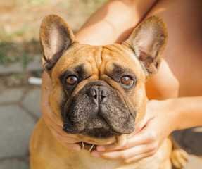 Portrait of French Bulldog