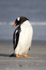 Little Gentoo penguin. Vertical Portrait