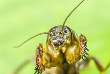 big Gryllotalpa macro front