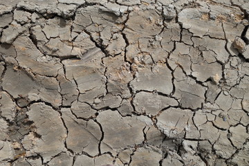 Cracked earth background