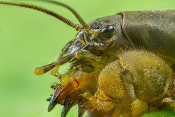 Gryllotalpa macro in green