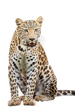 Leopard