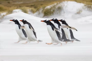 Crédence de cuisine en verre imprimé Pingouin Manchots papous courant vers la mer
