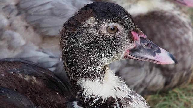 Close up shot of wild duck in the Laotian countryside near Luang Prabang, Laos.