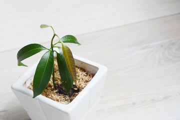 マンゴーの新芽