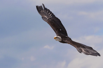 Weisskopfseeadler im Flug