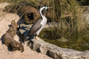 spotted shag basking at pond