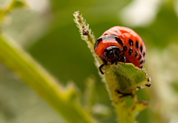 Colorado beetle macro