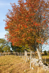 Rowan Trees with autumn colors at a fence