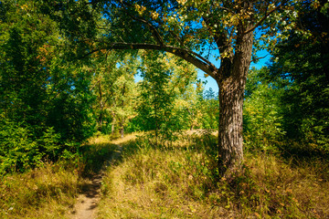 Autumn Sunny Forest Trees, Green Grass, Lane, Path, Pathway