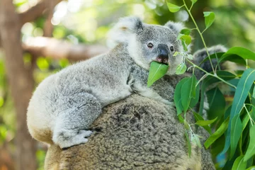 Stickers pour porte Koala koala