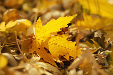 Autumn background