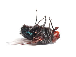 dead fly isolated on white background
