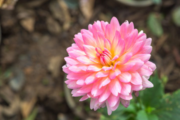 Fototapeta premium Dahlia Flower